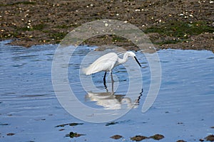 Little Egret (Egretta garzetta) searching for food in the Foz estuary in Ramallosa, Nigran, Pontevedra, Spain