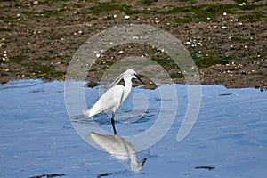 Little Egret (Egretta garzetta) searching for food in the Foz estuary in Ramallosa, Nigran, Pontevedra, Spain