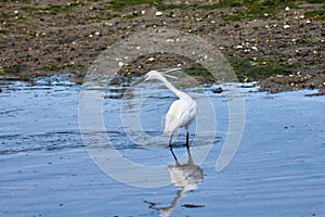 Little Egret (Egretta garzetta) searching for food in the Foz estuary in Ramallosa, Nigran, Pontevedra, Spain