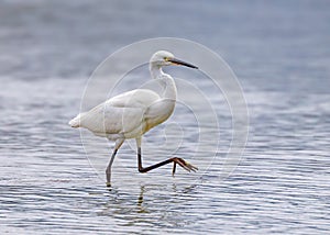 Little Egret - Egretta garzetta searching for prey.