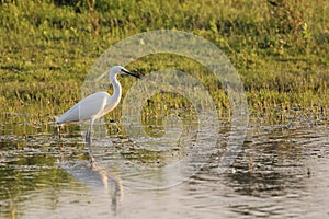 Little egret (Egretta Garzetta) in shallow water photo