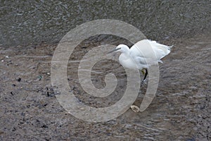 Little Egret, Egretta garzetta, in shallow water at Kingsbridge in Devon