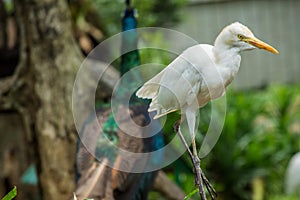 Little egret Egretta garzetta from side angle