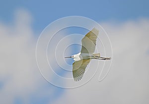 Little egret -Egretta garzetta- silently glides in the air