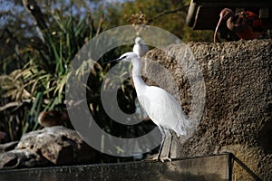 Little egret, Egretta garzetta, single bird, Valencia, Spain