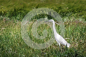 Little Egret Egretta Garzetta small heron bird in the field