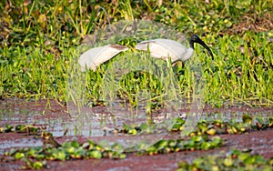 Little Egret Egretta garzetta A Small snow white heron with slender dark bill, blackish legs, long wispy head. A species of