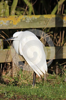 Little Egret Egretta garzetta small white heron