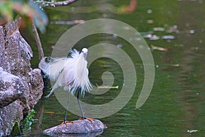 Little egret(Egretta garzetta) standing on the rocks of the pond.