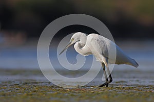 Little Egret (Egretta garzetta).