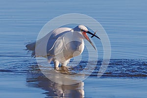 Little Egret - Egretta garzetta about to eat its catch.