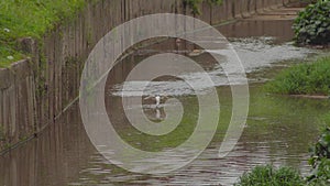 Little Egret Egretta garzetta walking in a pond water. A white bird looking for preys, catching fish in a drainage river or sewe