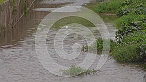 Little Egret Egretta garzetta walking in a pond water. A white bird looking for preys, catching fish in a drainage river or sewe