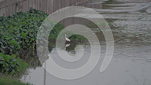Little Egret Egretta garzetta walking in a pond water. A white bird looking for preys in a drainage river or sewer