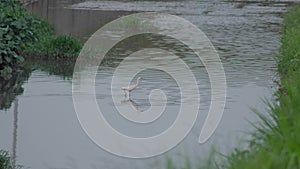 Little Egret Egretta garzetta walking in a pond water. A white bird looking for preys in a lake