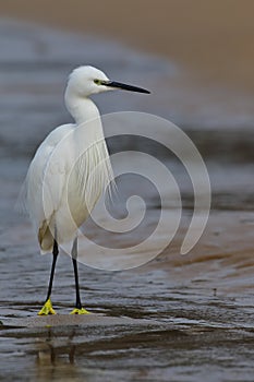 Little Egret, Egretta garzetta, which is placed on a rock to rest. photo