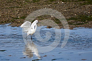 Little Egret (Egretta garzetta) with wings spread in the Foz estuary in Ramallosa, Nigran, Pontevedra, Spain