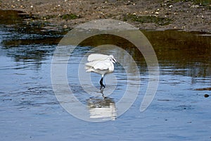 Little Egret (Egretta garzetta) with wings spread in the Foz estuary in Ramallosa, Nigran, Pontevedra, Spain