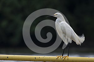 Little Egret (Egretta thula) is a species of bird in the order Pelecaniformes
