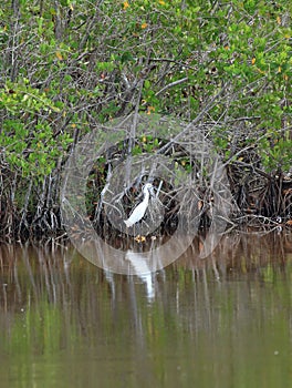 Little Egret at Everglades National Park