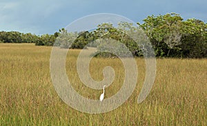 Little Egret at Everglades National Park