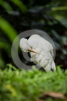 Little egret feathering on the green grass under sunshine