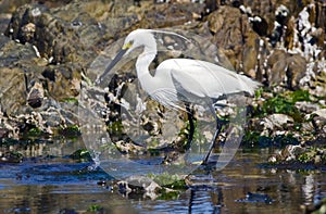 Little egret feeding photo