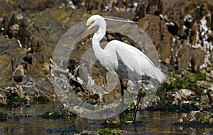 Little egret feeding photo