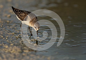 Little Egret feeding at Asker marsh, Bahrain photo