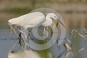 Little Egret photo