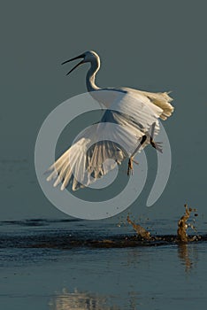 Little egret fiighting
