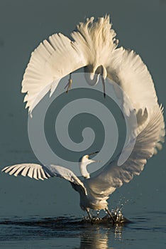Little egret fiighting