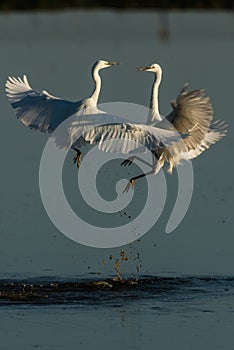 Little egret fiighting