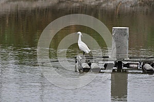 A Little Egret at a fish pond next to Mai Po Nature Reserve Hong Kong