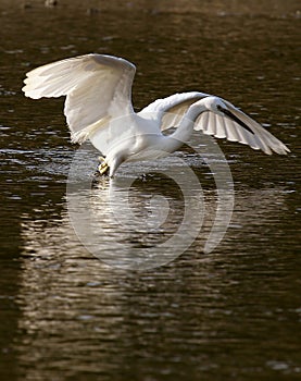 Little Egret fishing