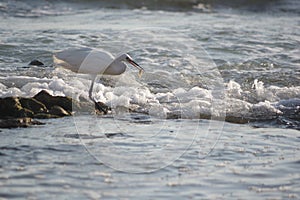 Little egret fishing
