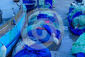 Little egret between fishing boats in Jaffa port