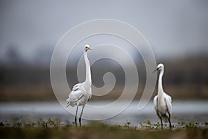 The Little Egret Fishing in Lakeside