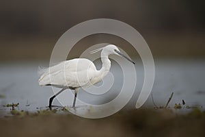 The Little Egret Fishing in Lakeside