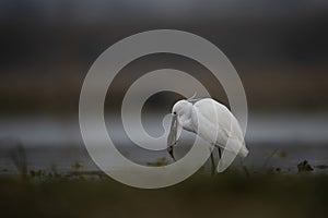 The Little Egret Fishing in Lakeside