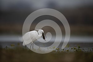 The Little Egret Fishing in Lakeside
