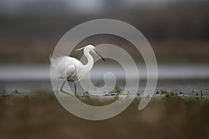 The Little Egret Fishing in Lakeside