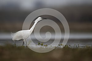 The Little Egret Fishing in Lakeside