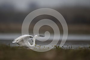 The Little Egret Fishing in Lakeside