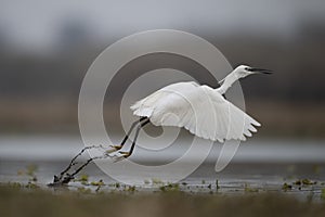 The Little Egret Fishing in Lakeside