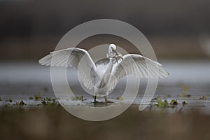 The Little Egret Fishing in Lakeside