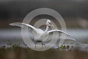 The Little Egret Fishing in Lakeside