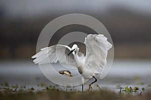 The Little Egret Fishing in Lakeside