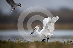 The Little Egret Fishing in Lakeside