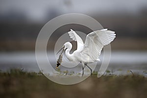 The Little Egret Fishing in Lakeside